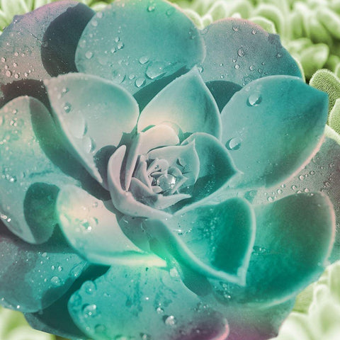 Springtime Magnifique 2 Black Modern Wood Framed Art Print with Double Matting by Prime, Marcus