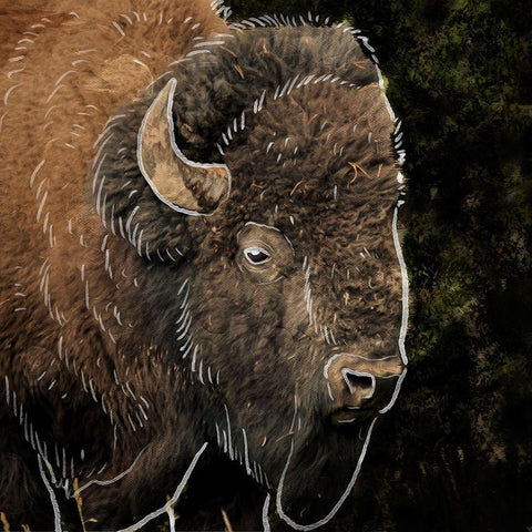 Illustrated Bison 1 White Modern Wood Framed Art Print with Double Matting by Prime, Marcus