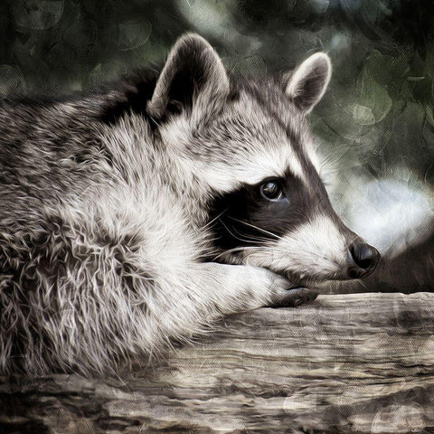 Pondering Raccoon Gold Ornate Wood Framed Art Print with Double Matting by Prime, Marcus
