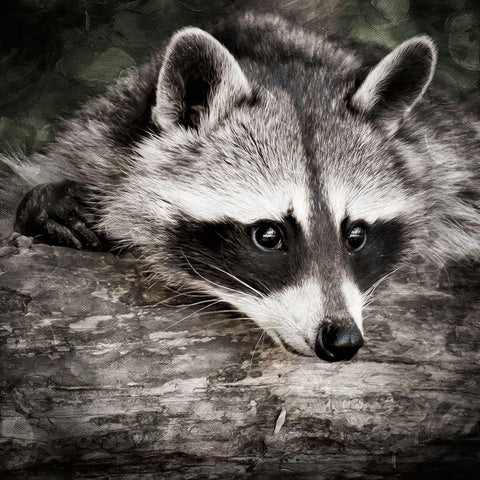 Pondering Raccoon 2 White Modern Wood Framed Art Print by Prime, Marcus