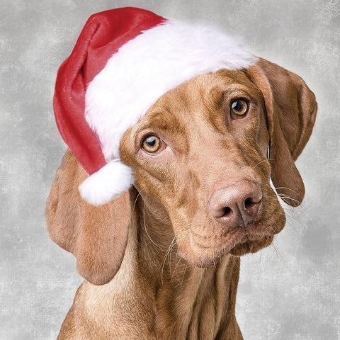 Christmas Pup 1 Gold Ornate Wood Framed Art Print with Double Matting by Prime, Marcus