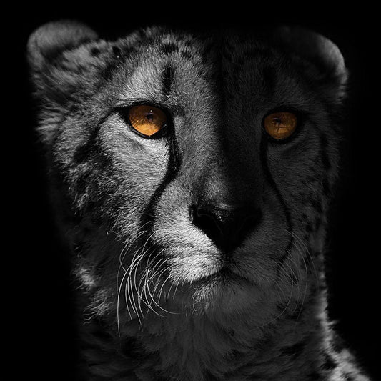 Image Only
