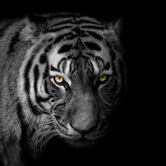 Image Only