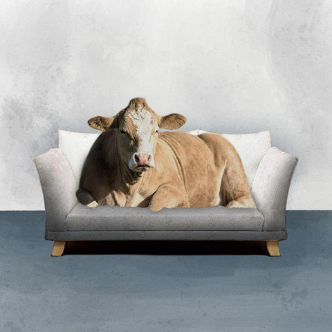 Lounge Cow White Modern Wood Framed Art Print by Prime, Marcus