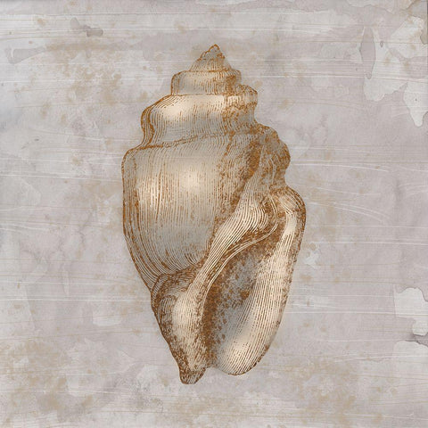 Aged Sea Shells 1 White Modern Wood Framed Art Print by Prime, Marcus