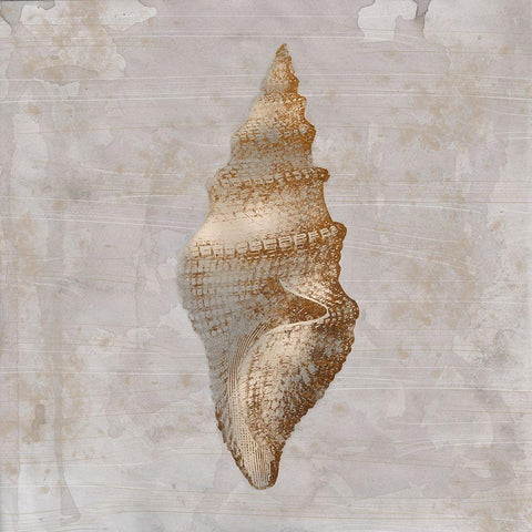Aged Sea Shells 2 White Modern Wood Framed Art Print by Prime, Marcus
