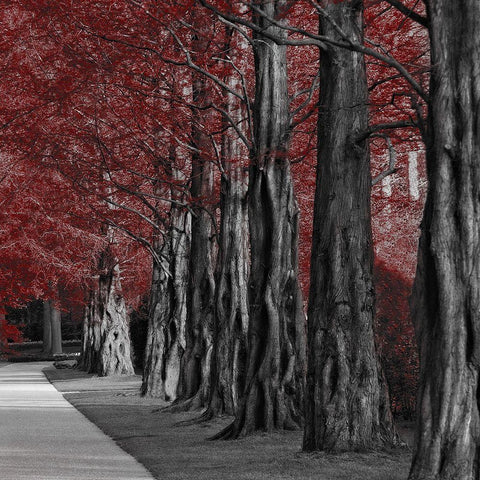 Crimson Forest 2 White Modern Wood Framed Art Print with Double Matting by Prime, Marcus