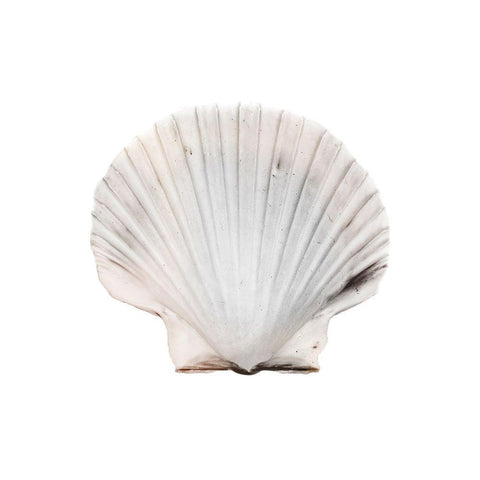 Calming Shell 2 White Modern Wood Framed Art Print by Prime, Marcus