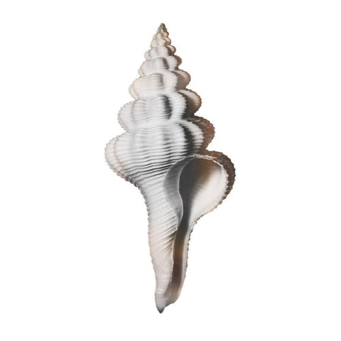 Calming Spiral Shell 2 White Modern Wood Framed Art Print with Double Matting by Prime, Marcus