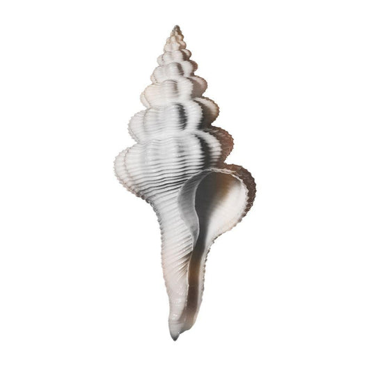 Image Only