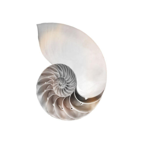 Calming Spiral Shell 2 Black Modern Wood Framed Art Print with Double Matting by Prime, Marcus