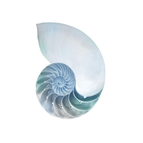 Seaside Shell 4 White Modern Wood Framed Art Print by Prime, Marcus