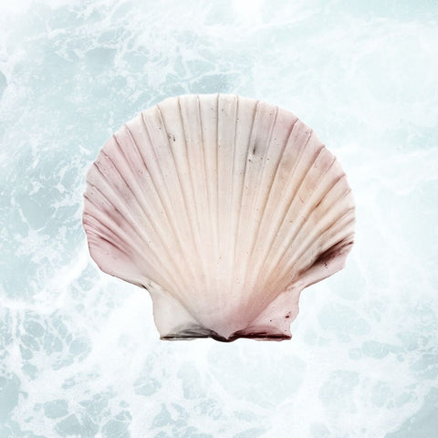 Sunshine Infused Shell 1 White Modern Wood Framed Art Print with Double Matting by Prime, Marcus