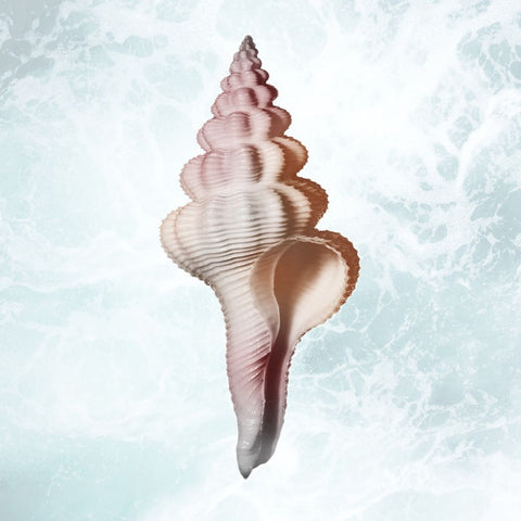 Sunshine Infused Shell 2 White Modern Wood Framed Art Print with Double Matting by Prime, Marcus