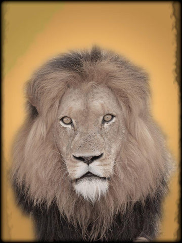 Lion In Thought 2 Black Ornate Wood Framed Art Print with Double Matting by Prime, Marcus