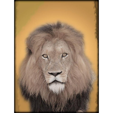 Lion In Thought 2 Gold Ornate Wood Framed Art Print with Double Matting by Prime, Marcus