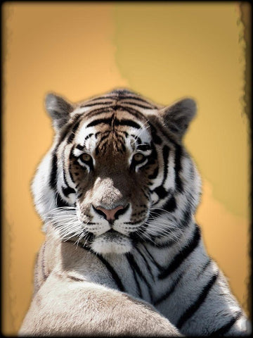 Tiger In Thought 2 Black Ornate Wood Framed Art Print with Double Matting by Prime, Marcus