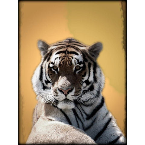 Tiger In Thought 2 Black Modern Wood Framed Art Print with Double Matting by Prime, Marcus