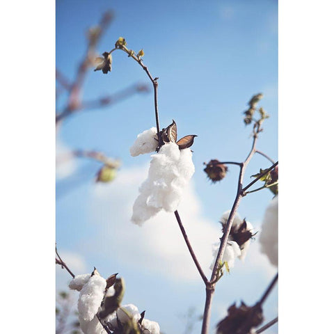 Cotton Fields Black Modern Wood Framed Art Print by Reed, Michele