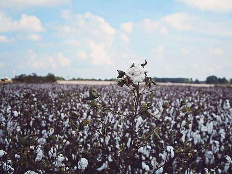 Heavy Cotton Field White Modern Wood Framed Art Print with Double Matting by Reed, Michele