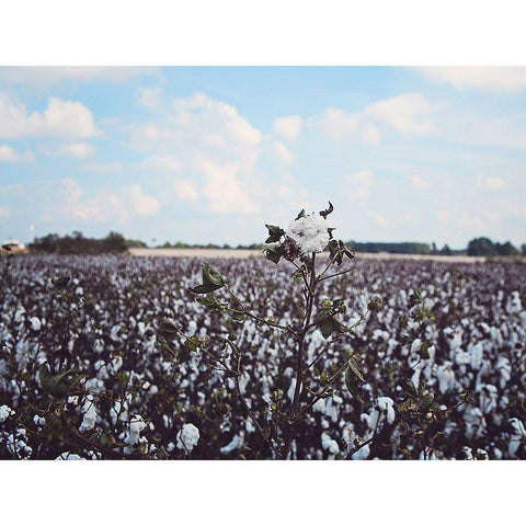 Heavy Cotton Field Black Modern Wood Framed Art Print by Reed, Michele