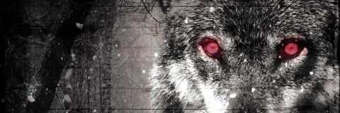 Wolf Eyes Black Ornate Wood Framed Art Print with Double Matting by Villa, Milli