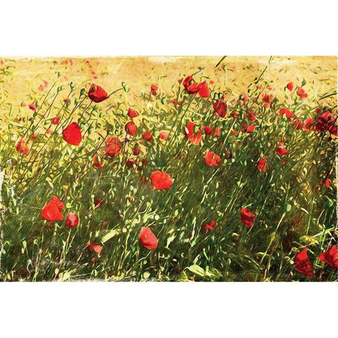 Pack Of Poppies Black Modern Wood Framed Art Print with Double Matting by Villa, Mlli