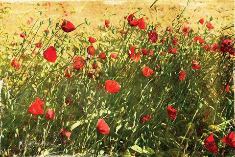 Pack Of Poppies Black Ornate Wood Framed Art Print with Double Matting by Villa, Mlli