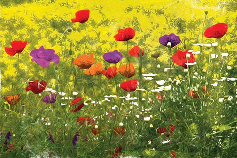 Another Pack Of Poppies White Modern Wood Framed Art Print with Double Matting by Villa, Mlli