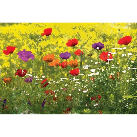 Another Pack Of Poppies Black Modern Wood Framed Art Print by Villa, Mlli