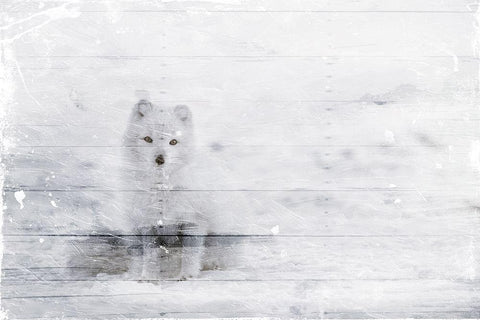 White Fox In The Distance White Modern Wood Framed Art Print with Double Matting by Villa, Mlli