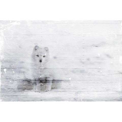 White Fox In The Distance White Modern Wood Framed Art Print by Villa, Mlli