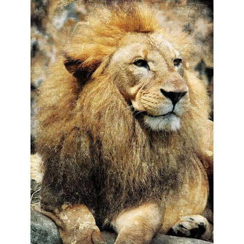 Lions Look Black Modern Wood Framed Art Print with Double Matting by Villa, Mlli