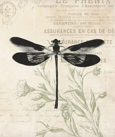 Vintage Insects Black Ornate Wood Framed Art Print with Double Matting by Villa, Mlli