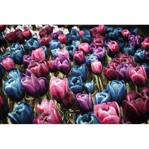 Colorful Tulips Black Modern Wood Framed Art Print by Villa, Mlli