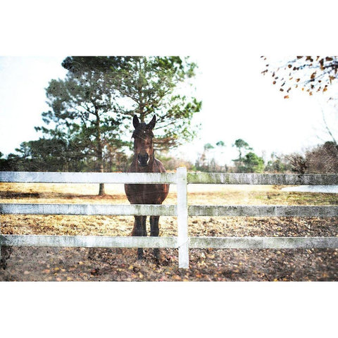 Waiting Horse Black Modern Wood Framed Art Print by Villa, Mlli