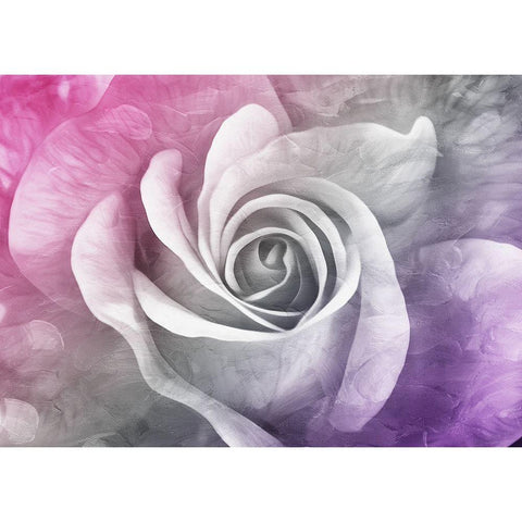 Look At That Rose Black Modern Wood Framed Art Print with Double Matting by Villa, Mlli