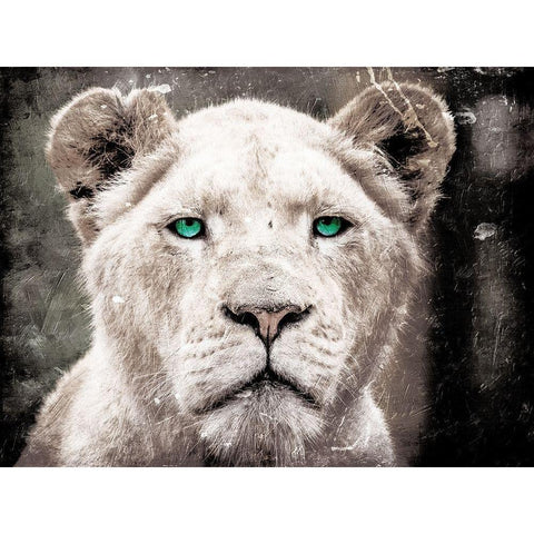 Lioness Look Black Modern Wood Framed Art Print with Double Matting by Villa, Mlli