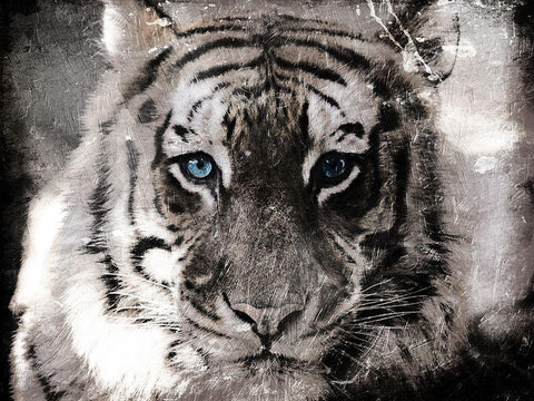 Tiger Look Black Ornate Wood Framed Art Print with Double Matting by Villa, Mlli