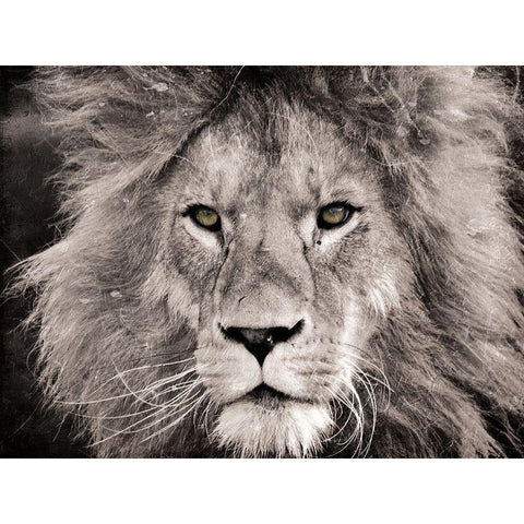 Lion Look Black Modern Wood Framed Art Print with Double Matting by Villa, Mlli