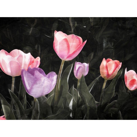 Tulips In The Dark Black Modern Wood Framed Art Print with Double Matting by Villa, Mlli