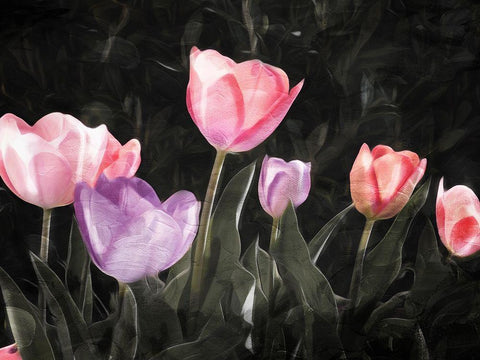 Tulips In The Dark White Modern Wood Framed Art Print with Double Matting by Villa, Mlli