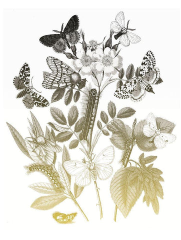 Flower and Bugs B Black Ornate Wood Framed Art Print with Double Matting by Villa, Mlli