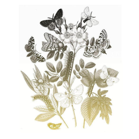 Flower and Bugs B Black Modern Wood Framed Art Print by Villa, Mlli