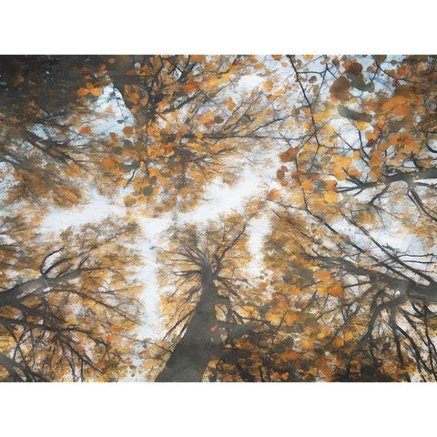 Look Up In The Forest Gold Ornate Wood Framed Art Print with Double Matting by Villa, Mlli