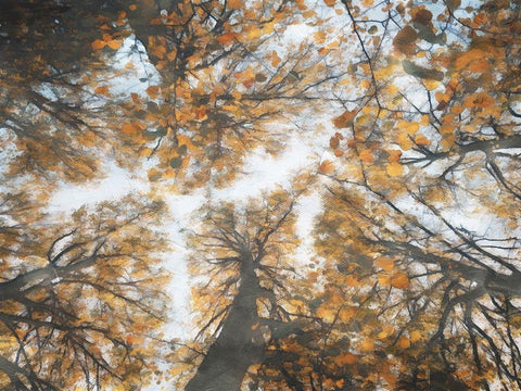 Look Up In The Forest Black Ornate Wood Framed Art Print with Double Matting by Villa, Mlli