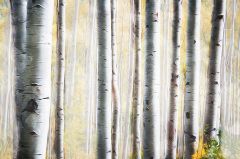 Birch Family White Modern Wood Framed Art Print with Double Matting by Villa, Mlli