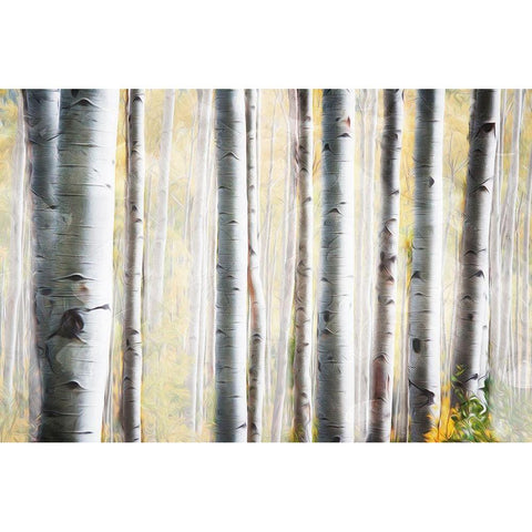 Birch Family Black Modern Wood Framed Art Print by Villa, Mlli