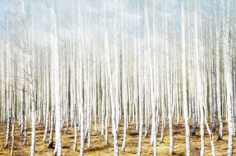 Birch In The Woods Black Ornate Wood Framed Art Print with Double Matting by Villa, Mlli