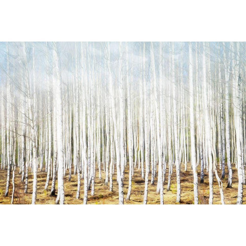 Birch In The Woods Black Modern Wood Framed Art Print by Villa, Mlli